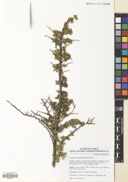 Escallonia virgata [Espécimen: ]