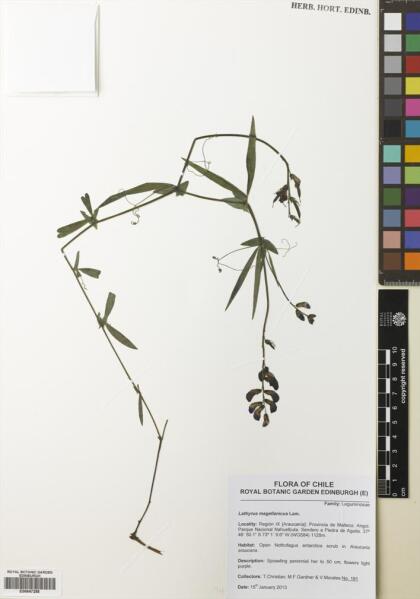 Lathyrus magellanicus [Espécimen: ]