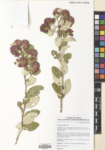 Proustia pyrifolia [Espécimen: ]