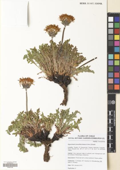Hypochaeris tenuifolia [Espécimen: ]