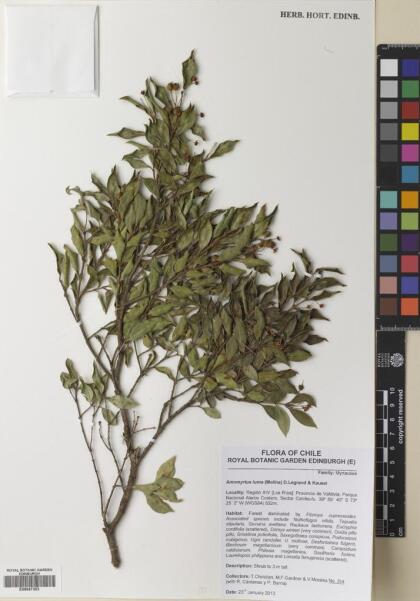 Amomyrtus luma [Espécimen: ]
