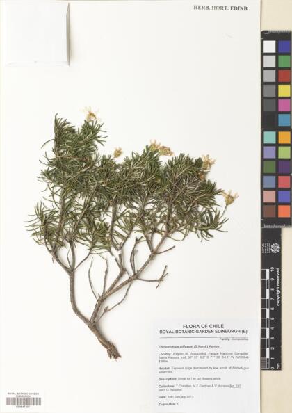 Chiliotrichum diffusum [Espécimen: ]