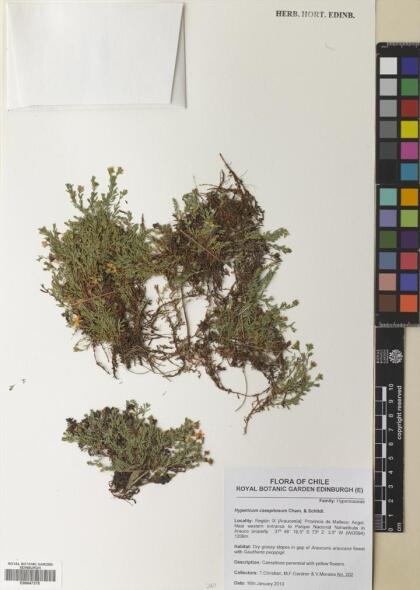 Hypericum caespitosum [Espécimen: ]