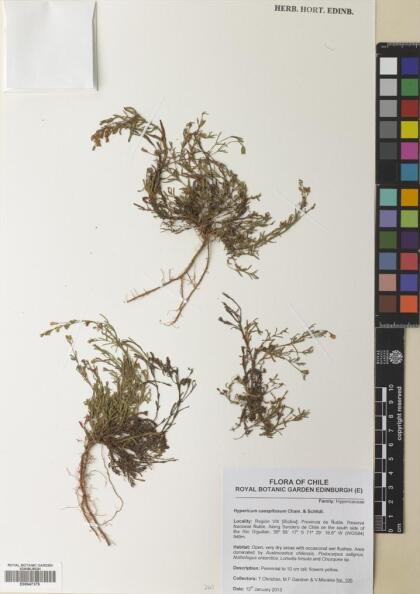 Hypericum caespitosum [Espécimen: ]