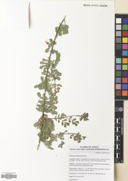 Adesmia denticulata [Espécimen: ]