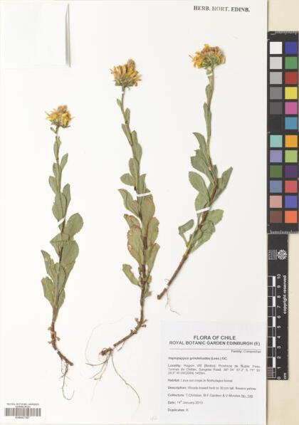 Haplopappus grindelioides [Espécimen: ]