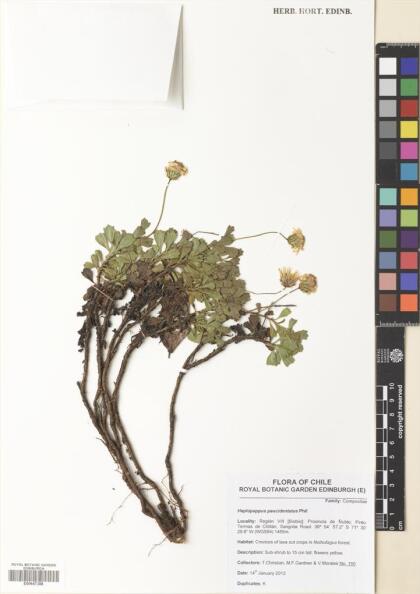 Haplopappus paucidentatus [Espécimen: ]
