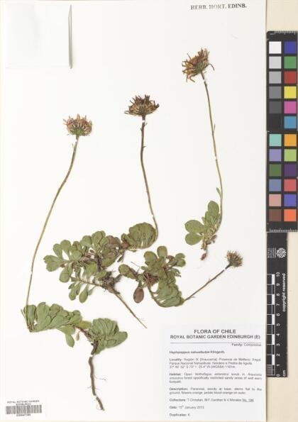 Haplopappus nahuelbutae [Espécimen: ]