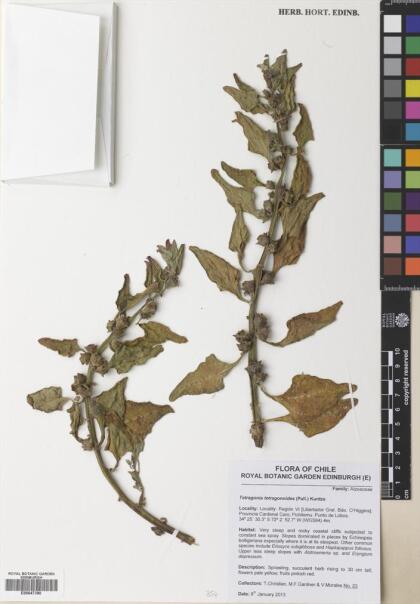 Tetragonia tetragonoides [Espécimen: ]