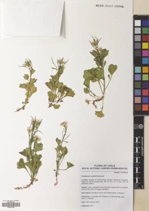 Cardamine cordata [Espécimen: ]