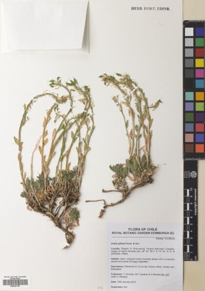 Draba gilliesii [Espécimen: ]