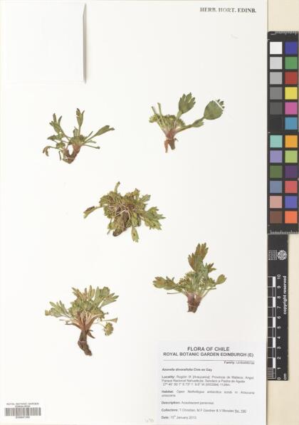 Azorella diversifolia [Espécimen: ]