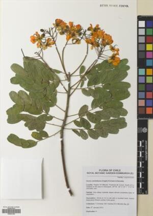 Senna candolleana [Espécimen: ]