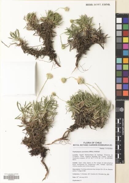 Haplopappus humilis [Espécimen: ]