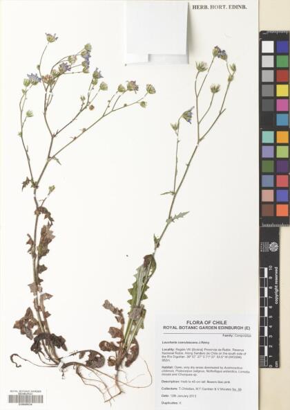 Leucheria coerulescens [Espécimen: ]