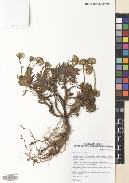 Senecio bipontinii [Espécimen: ]