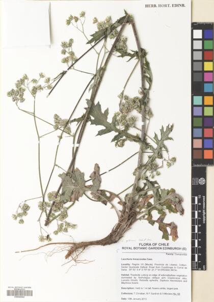Leucheria gilliesii [Espécimen: ]