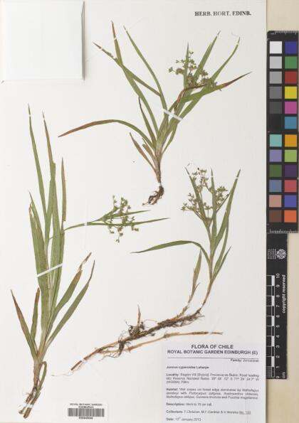 Juncus cyperoides [Espécimen: ]