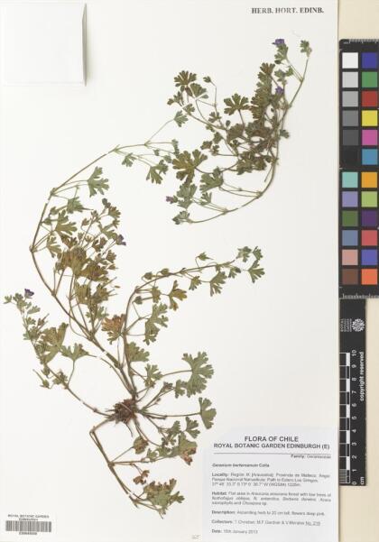 Geranium berteroanum [Espécimen: ]