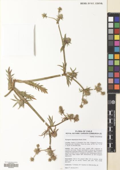 Eryngium rostratum [Espécimen: ]