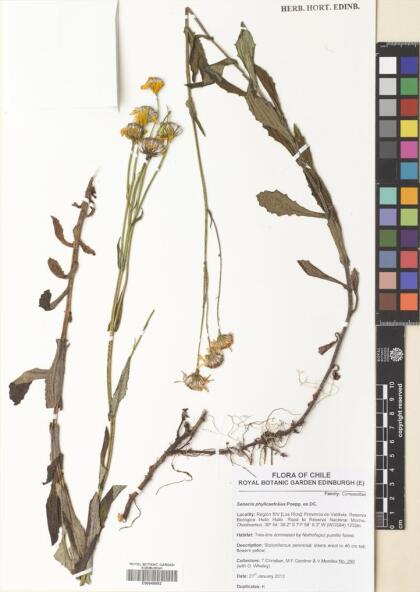 Senecio prenanthifolius [Espécimen: ]