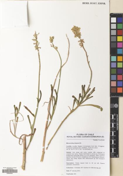 Menonvillea linearis [Espécimen: ]