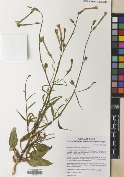 Nicotiana acuminata [Espécimen: ]