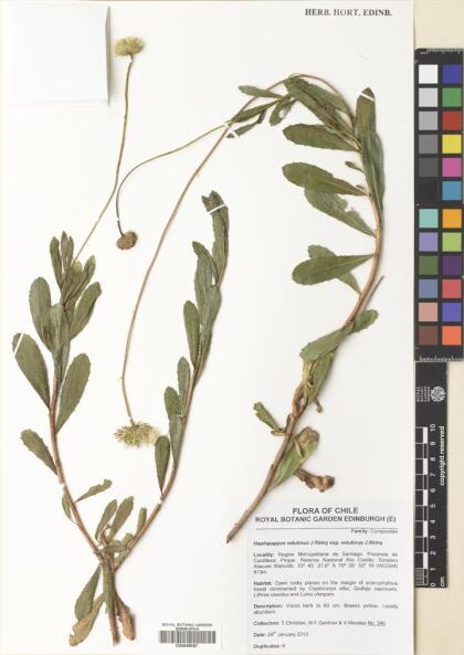 Haplopappus velutinus subsp. velutinus [Espécimen: ]