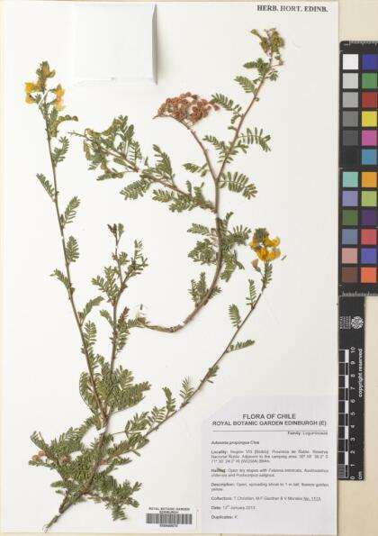 Adesmia propinqua [Espécimen: ]