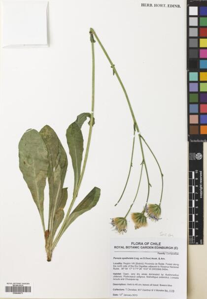 Perezia spathulata [Espécimen: ]