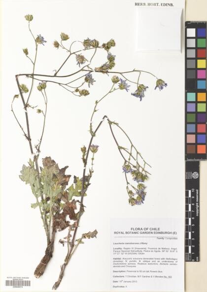 Leucheria coerulescens [Espécimen: ]