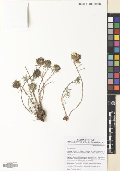 Chaetanthera elegans [Espécimen: ]