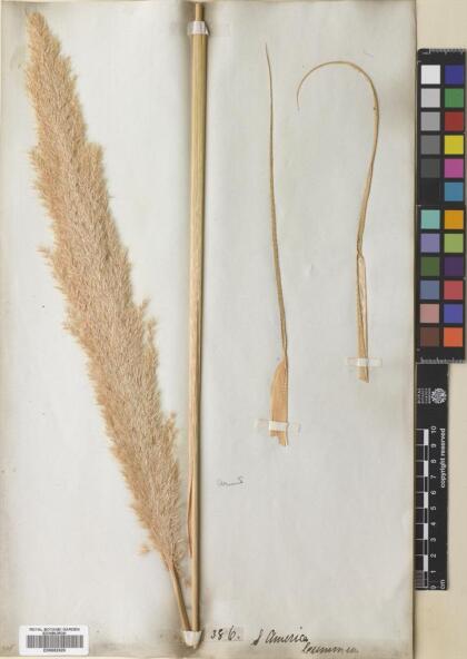 Cortaderia speciosa [Espécimen: ]