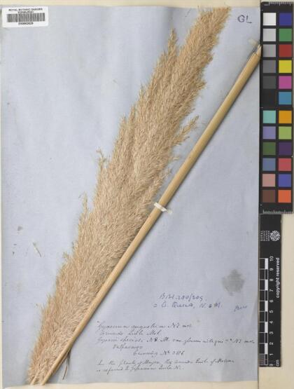 Cortaderia speciosa [Espécimen: ]