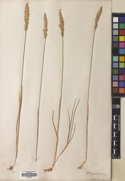 Trisetum spicatum [Espécimen: ]