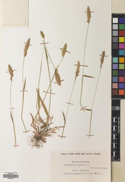 Anthoxanthum odoratum [Espécimen: ]