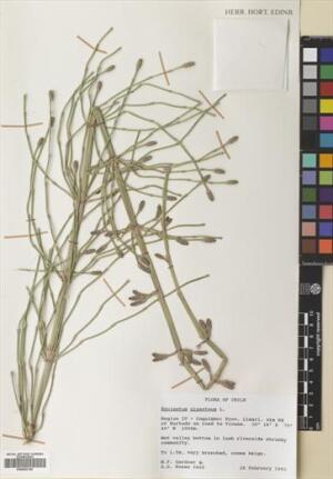 Equisetum giganteum [Espécimen: ]