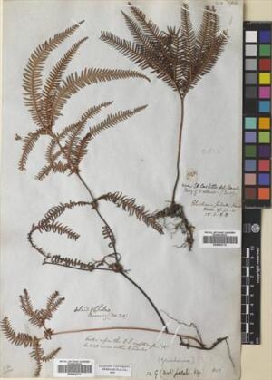 Sticherus squamulosus [Espécimen: ]