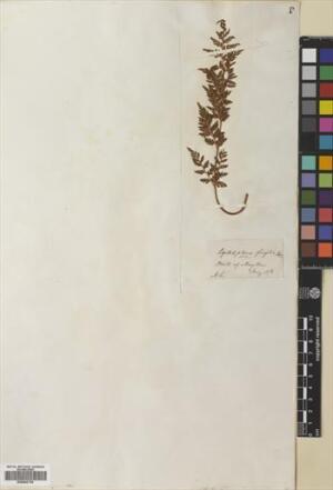 Cystopteris apiiformis [Espécimen: ]