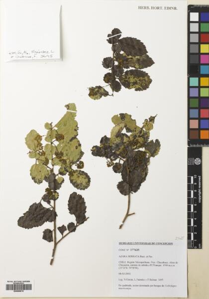 Azara serrata [Espécimen: ]
