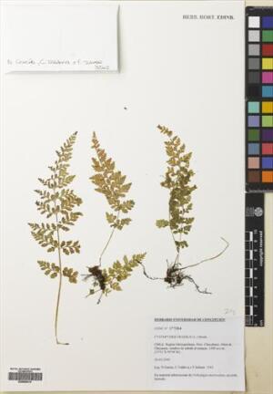 Cystopteris apiiformis [Espécimen: ]