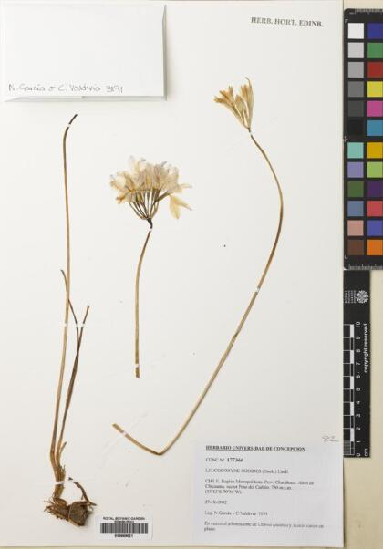 Leucocoryne ixioides [Espécimen: ]