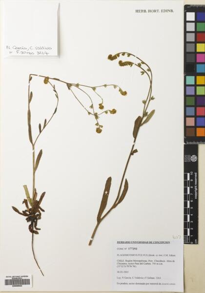 Plagiobothrys muricatus [Espécimen: ]