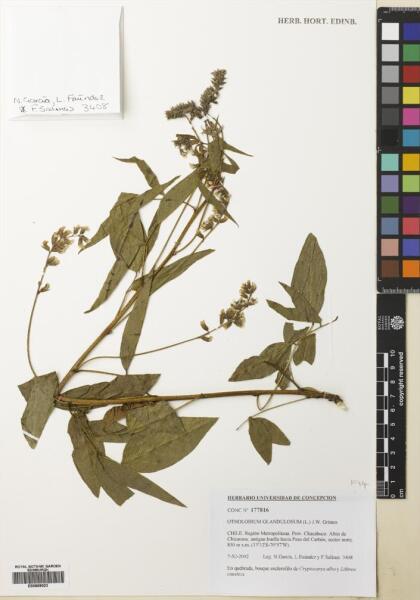 Otholobium glandulosum [Espécimen: ]