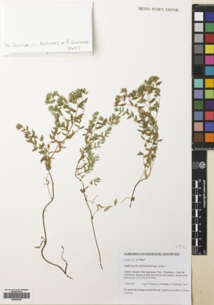Triptilion spinosum [Espécimen: ]