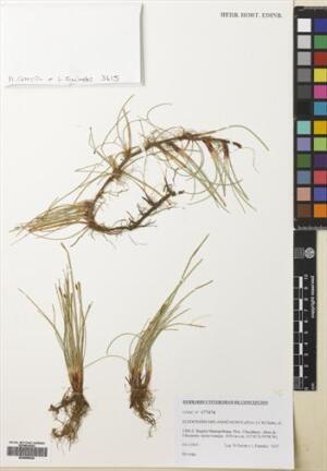 Eleocharis melanostachys [Espécimen: ]