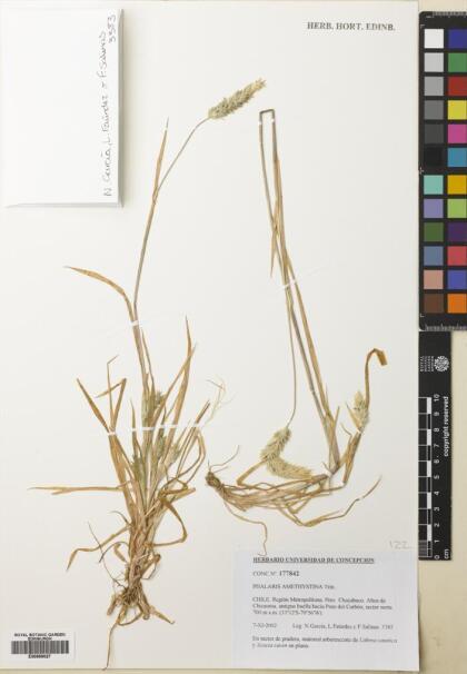 Phalaris amethystina [Espécimen: ]