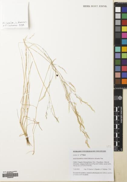 Deschampsia berteroana [Espécimen: ]