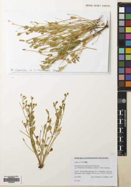 Ranunculus bonariensis [Espécimen: ]