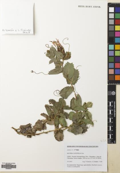 Mutisia ilicifolia [Espécimen: ]